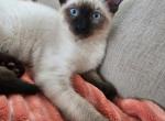 Usopp - Siamese Kitten For Sale - Wilmington&comma; OH&comma; US