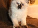Dax Polydactyl Ragdoll Kitten - Polydactyl Kitten For Sale - La Porte&comma; IN&comma; US