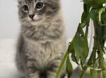 Spy - Domestic Kitten For Sale - Hingham&comma; MA&comma; US
