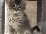 Spy - Siamese Kitten For Sale - Hingham&comma; MA&comma; US