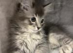 Spy - Siberian Kitten For Sale - Hingham&comma; MA&comma; US