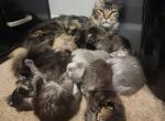 Stormy's Maine Coon Half Dozen - Maine Coon Kitten For Sale - Mundelein&comma; IL&comma; US