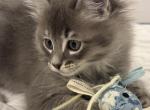 Hunter - Siberian Kitten For Sale - 