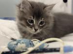 Hunter - Domestic Kitten For Sale - Hingham&comma; MA&comma; US