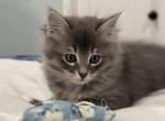 Hunter - Siberian Kitten For Sale - 