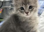 Bee - Siberian Kitten For Sale - 