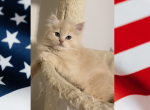 4th of July Kitten - Persian Kitten For Sale - Havre De Grace&comma; MD&comma; US