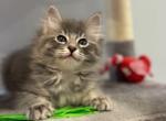 Mimi - Siamese Kitten For Sale - Hingham&comma; MA&comma; US