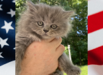July 4th Sweetheart - Persian Kitten For Sale - 