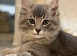 Lilly - Domestic Kitten For Sale - Hingham&comma; MA&comma; US