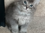 Lilly - Siberian Kitten For Sale - Hingham&comma; MA&comma; US