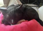 Grim - Domestic Cat For Sale - Baton Rouge&comma; LA&comma; US