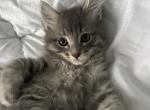 Mochi - Siamese Kitten For Sale - Hingham&comma; MA&comma; US