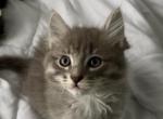 Mochi - Domestic Kitten For Sale - Hingham&comma; MA&comma; US