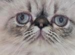 Happy Himalayans - Himalayan Kitten For Sale - Satellite Beach&comma; FL&comma; US