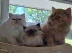 Summer cuties - Himalayan Kitten For Sale - 