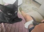 OLY - Russian Blue Kitten For Sale - Guttenberg&comma; NJ&comma; US
