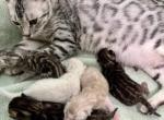 Linda - Bengal Cat For Sale - Cumberland&comma; MD&comma; US