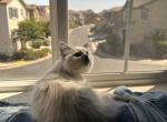 Shadow - Ragdoll Kitten For Sale - Lincoln&comma; CA&comma; US