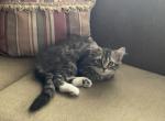 Mindy - American Shorthair Kitten For Sale - Levittown&comma; PA&comma; US