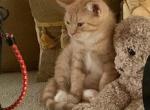 Milo - American Shorthair Kitten For Sale - Levittown&comma; PA&comma; US