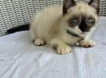 Snowshoe siamese kittens - Siamese Kitten For Sale - Alafaya&comma; FL&comma; US