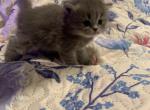 Molly - Scottish Fold Kitten For Sale - Levittown&comma; PA&comma; US