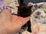 Buddy - Scottish Straight Kitten For Sale - Levittown&comma; PA&comma; US