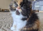 Calico girl - Persian Kitten For Sale - Buda&comma; TX&comma; US