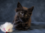 Black boy available European Maine Coon Cattery - Maine Coon Kitten For Sale - DC&comma; US