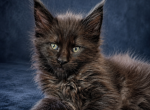 Elite Black Solid Maine Coon Boy EU  Pedigree - Maine Coon Kitten For Sale - DC&comma; US