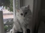 Silver - British Shorthair Kitten For Sale - Keizer&comma; OR&comma; US