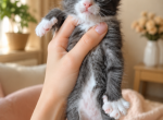 Oxy - Maine Coon Kitten For Sale - Brooklyn&comma; NY&comma; US