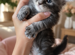 Luna - Maine Coon Kitten For Sale - Brooklyn&comma; NY&comma; US