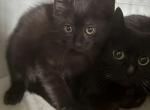 Razzle - Domestic Kitten For Adoption - Washington&comma; PA&comma; US