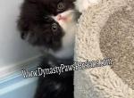 Mochi - Persian Kitten For Sale - 