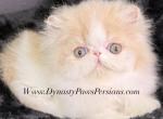 Cream puff Persian boy - Persian Kitten For Sale - Fort Myers&comma; FL&comma; US