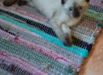 Blondies Litter - Siamese Kitten For Sale - Bronx&comma; NY&comma; US