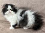 Duey - Persian Kitten For Sale - Willis&comma; TX&comma; US