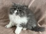 Gabby - Persian Kitten For Sale - Willis&comma; TX&comma; US
