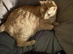 Amber - Domestic Cat For Adoption - Fort Lauderdale&comma; FL&comma; US