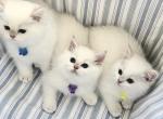 Flkitten1 3 white - British Shorthair Kitten For Sale - Parkland&comma; FL&comma; US