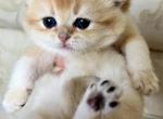 Flkitten1 Blue - British Shorthair Kitten For Sale - 