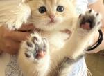 3 Flkitten1 - British Shorthair Kitten For Sale - 