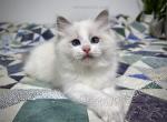 Dugald - Ragdoll Kitten For Sale - Tuscaloosa&comma; AL&comma; US