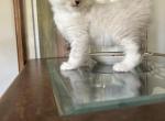 Ragdoll Female Kitten - Ragdoll Kitten For Sale - Ocala&comma; FL&comma; US
