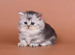Ira - Munchkin Kitten For Sale - Pembroke Pines&comma; FL&comma; US