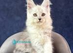 Effect - Maine Coon Kitten For Sale - Hollywood&comma; FL&comma; US