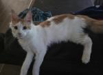 2 males - Maine Coon Cat For Sale - Rochester&comma; NH&comma; US