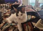 1 male - Maine Coon Cat For Sale - Rochester&comma; NH&comma; US